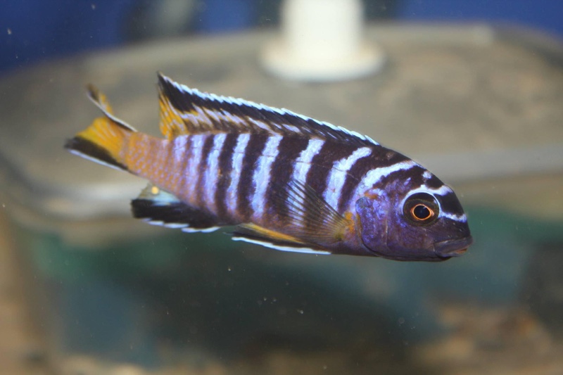 Chindongo sp. 'elongatus masimbwe' Masimbwe Island